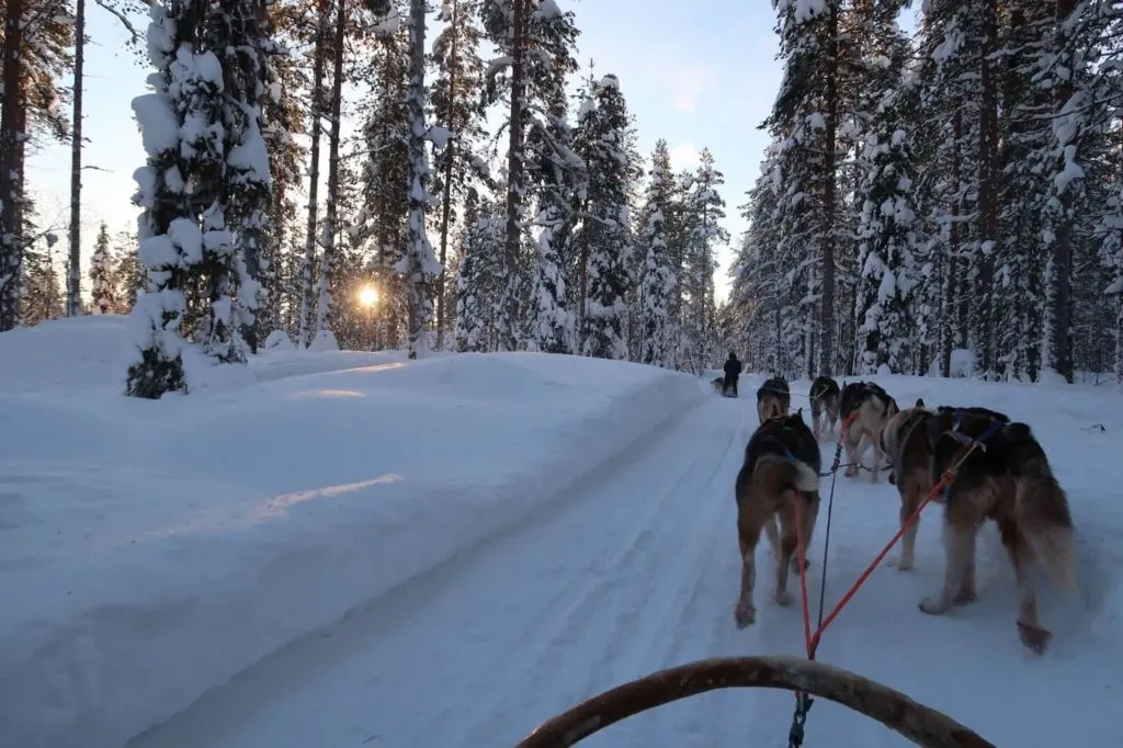 chiens de traineau en finlande